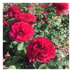 Rosier buissonnant rouge demeure historique® evehermisa