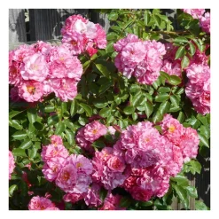 Rosier grimpant rose bouquet pompon® evematap