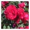 Rosier grimpant rouge rose du val st jean® evevalrob
