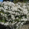 Rosier liane merveille de mereville® evesirfeli conteneur 5 litres