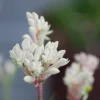 ROUÉ PÉPINIÈRES - Anigozanthos 'bush diamond' - en pot de 3 litres