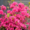 ROUÉ PÉPINIÈRES - Azalée boutiguery choaz 'electric pink' - en pot de 4 litres