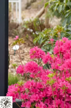 ROUÉ PÉPINIÈRES - Azalée boutiguery choaz 'electric pink' - en pot de 4 litres