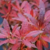 ROUÉ PÉPINIÈRES - Azalée de chine luteum' - en pot de 4 litres