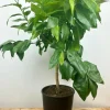 ROUÉ PÉPINIÈRES - Bergamotier ou citronnier bergamote - en pot de 5 litres
