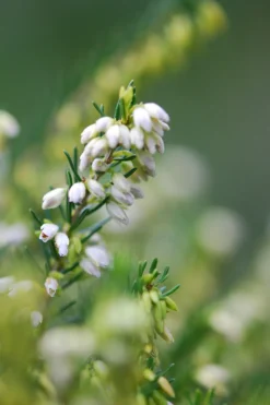 ROUÉ PÉPINIÈRES - Bruyère d'hiver white spring surprise' - en pot de 5 litres