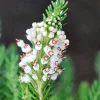 ROUÉ PÉPINIÈRES - Bruyère vagabonde 'alba' - en pot de 1 litre