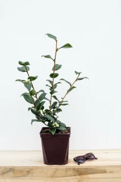 ROUÉ PÉPINIÈRES - Camélia 'anticipation' - en pot de 1 litre