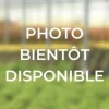 ROUÉ PÉPINIÈRES - Camélia 'bonomiana' - en pot de 1 litre