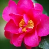 ROUÉ PÉPINIÈRES - Camélia d'automne 'crimson king' - en pot de 1 litre
