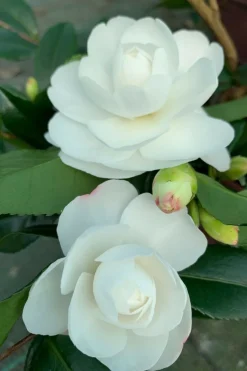 ROUÉ PÉPINIÈRES - Camélia 'early pearly' - en pot de 3 litres