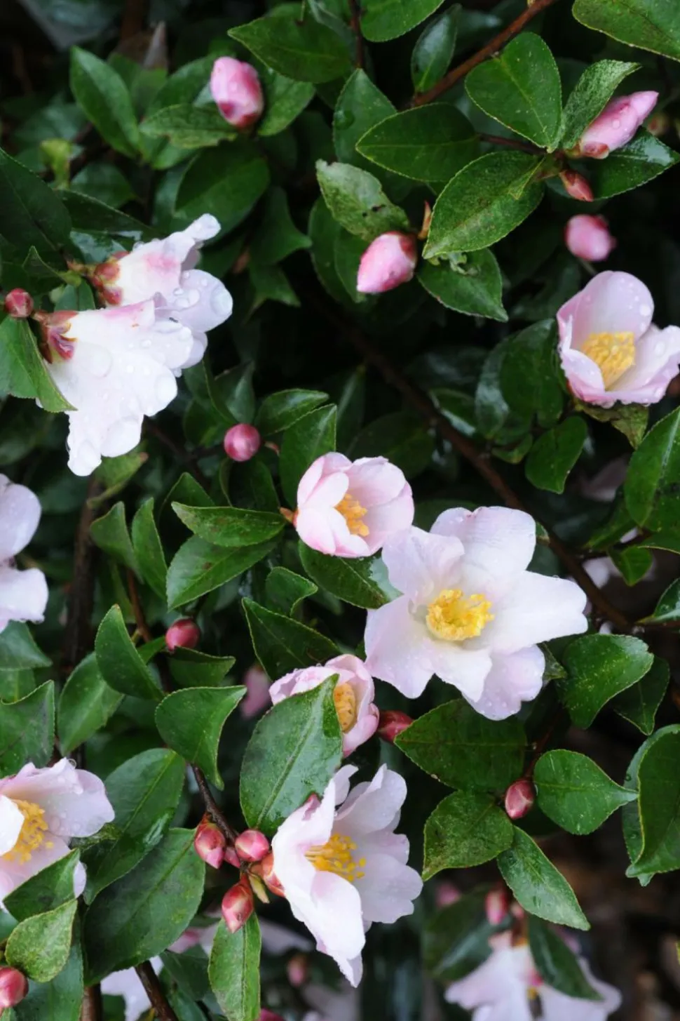 ROUÉ PÉPINIÈRES - Camélia 'fairy blush' - en pot de 2 litres