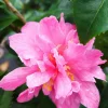 ROUÉ PÉPINIÈRES - Camélia 'fragrant pink' - en pot de 5 litres