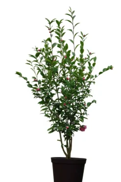 ROUÉ PÉPINIÈRES - Camélia fragrant joy - en pot de 2 litres