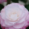 ROUÉ PÉPINIÈRES - Camélia 'tammia' - en pot de 1 litre