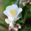 ROUÉ PÉPINIÈRES - Camélia 'transnokoensis' - en pot de 2 litres