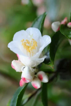 ROUÉ PÉPINIÈRES - Camélia 'transnokoensis' - en pot de 2 litres
