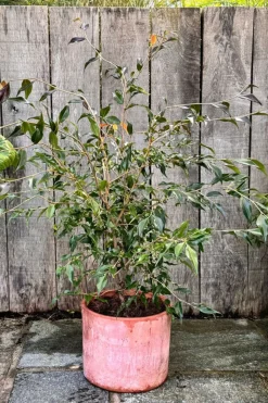 ROUÉ PÉPINIÈRES - Camélia 'tsaii' - en pot de 2 litres