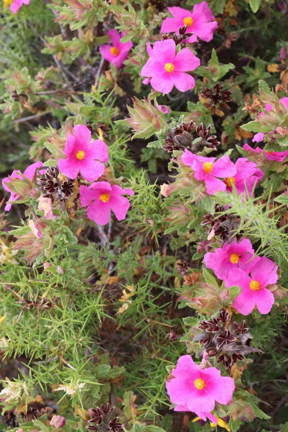 ROUÉ PÉPINIÈRES - Ciste 'silver pink' - en pot de 3 litres
