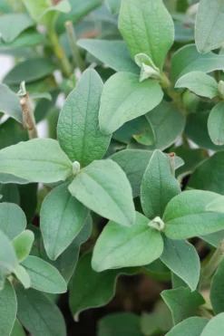 ROUÉ PÉPINIÈRES - Ciste 'silver pink' - en pot de 3 litres