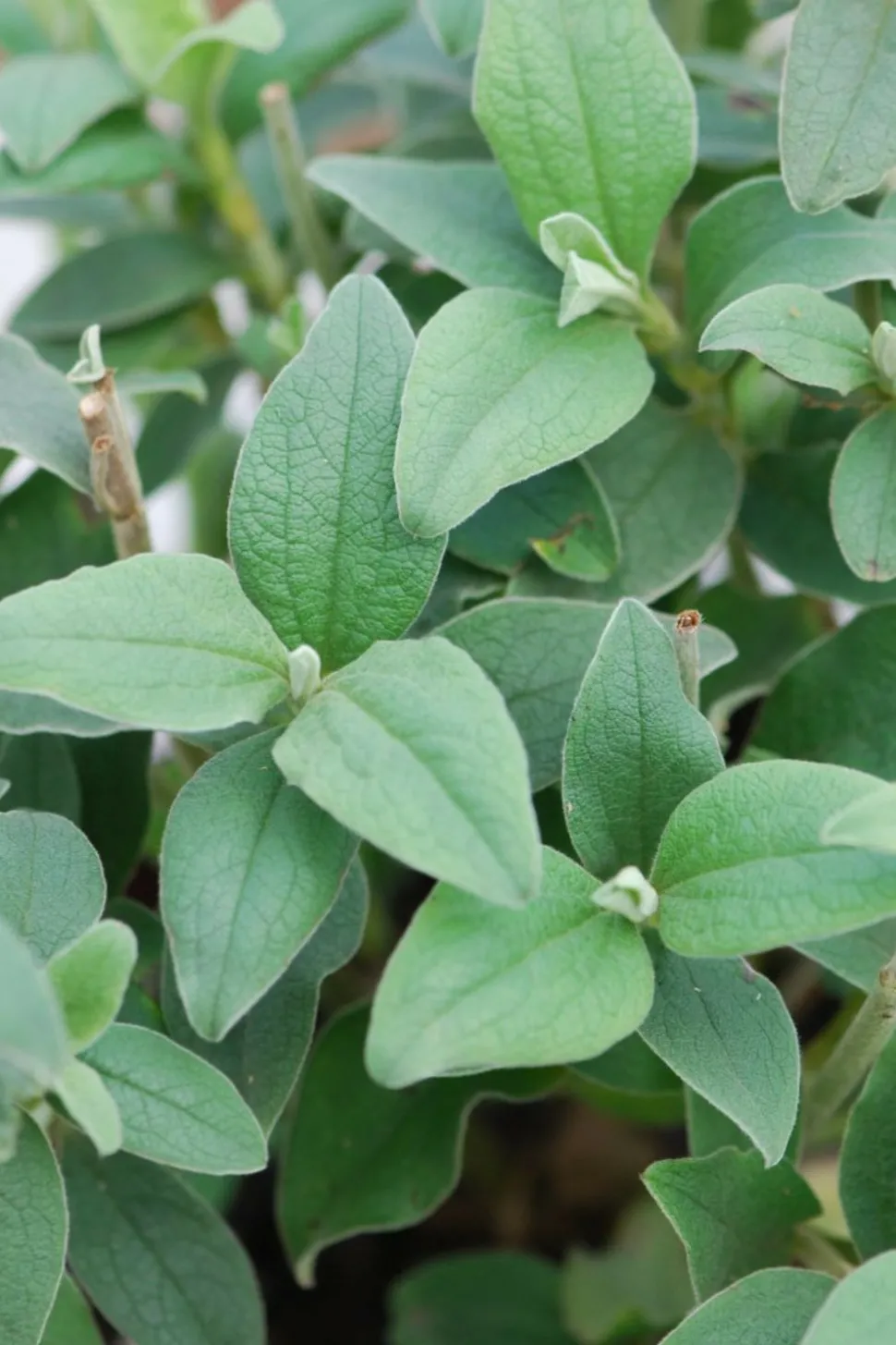 ROUÉ PÉPINIÈRES - Ciste 'silver pink' - en pot de 3 litres