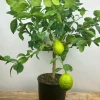 ROUÉ PÉPINIÈRES - Citronnier meyer' - en pot de 5 litres