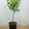 ROUÉ PÉPINIÈRES - Citronnier yuzu' - en pot de 5 litres