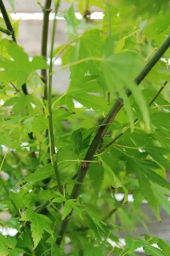 ROUÉ PÉPINIÈRES - Erable du japon 'summer gold' - en pot de 2 litres