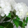 ROUÉ PÉPINIÈRES - Hortensia 'wudu' ? - en pot de 2 litres