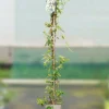 ROUÉ PÉPINIÈRES - Jasmin de caroline - en pot de 3 litres