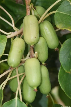 ROUÉ PÉPINIÈRES - Kiwaî 'super jumbo' femelle - en pot de 1,5 litres