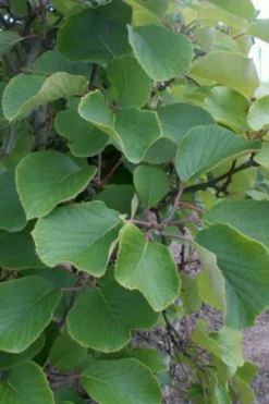 ROUÉ PÉPINIÈRES - Kiwi mâle 'tomuri ' ab - en pot de 1,5 litres