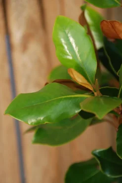 ROUÉ PÉPINIÈRES - Magnolia d'été 'little gem' - en conteneur