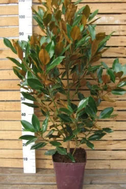 ROUÉ PÉPINIÈRES - Magnolia d'été 'little gem' - en conteneur