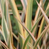 ROUÉ PÉPINIÈRES - Phormium 'golden ray' - en pot de 3 litres