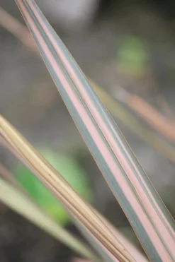ROUÉ PÉPINIÈRES - Phormium 'sundowner' - en pot de 3 litres
