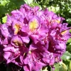 ROUÉ PÉPINIÈRES - Rhododendron 'marcel menard' 15 litres - en pot de 15 litres