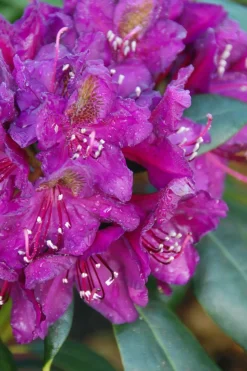 ROUÉ PÉPINIÈRES - Rhododendron 'marcel menard' 15 litres - en pot de 15 litres
