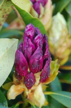 ROUÉ PÉPINIÈRES - Rhododendron 'marcel menard' 15 litres - en pot de 15 litres