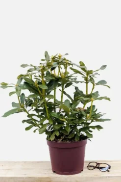 ROUÉ PÉPINIÈRES - Rhododendron 'marcel menard' 15 litres - en pot de 15 litres
