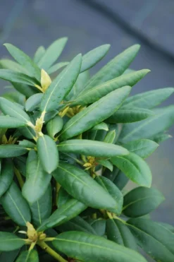 ROUÉ PÉPINIÈRES - Rhododendron laguna' - en pot de 4 litres