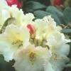 ROUÉ PÉPINIÈRES - Rhododendron 'horizon monarch' 15 litres - en pot de 15 litres