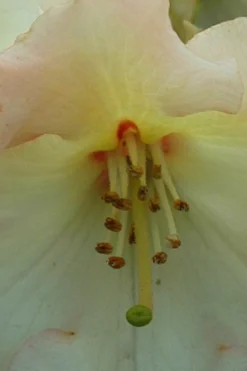 ROUÉ PÉPINIÈRES - Rhododendron 'horizon monarch' 15 litres - en pot de 15 litres