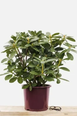 ROUÉ PÉPINIÈRES - Rhododendron 'horizon monarch' 15 litres - en pot de 15 litres