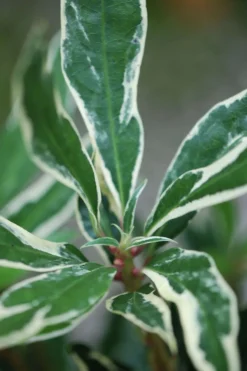 ROUÉ PÉPINIÈRES - Rhododendron pontique variegatum' - en pot de 5 litres