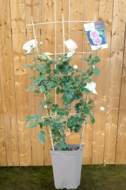 ROUÉ PÉPINIÈRES - Rosier grimpant 'pierre de ronsard' ? - en pot de 5 litres