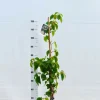 ROUÉ PÉPINIÈRES - Schizophragma hydrangeoides snow sensation' - en pot de 3 litres