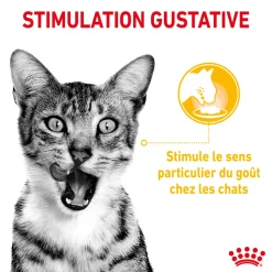 ROYAL CANIN - Bouchées en sauce chat Adulte Sensory Taste 12x85g