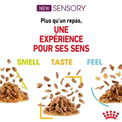 ROYAL CANIN - Bouchées en sauce chat Adulte Sensory Taste 12x85g