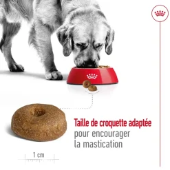 ROYAL CANIN - Croquettes chien grande taille de +8 ans Maxi Ageing 8+ 15kg